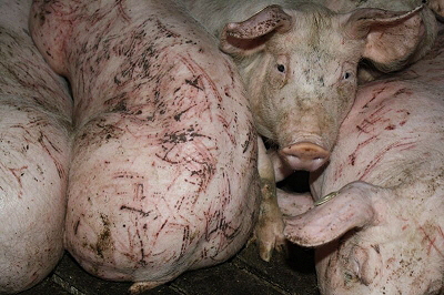 Factory farming, pig fattening, source: screenshot