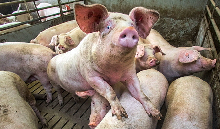 Factory farming, pig fattening, source: screenshot