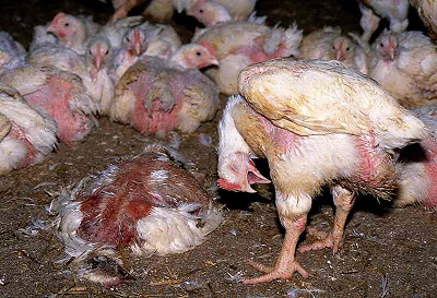 Chicken Farming, Source: Screenshot