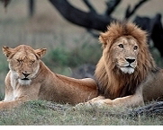 Lions,  Sourcee: ARD