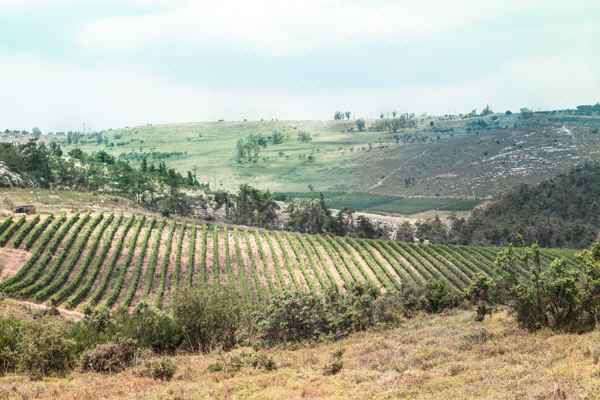 Israel Wein, Quelle: Bildschirmphoto