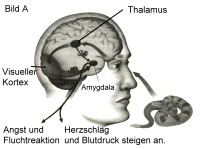 Angst und Fluchtreaktion,  Quelle: Daniel Goleman