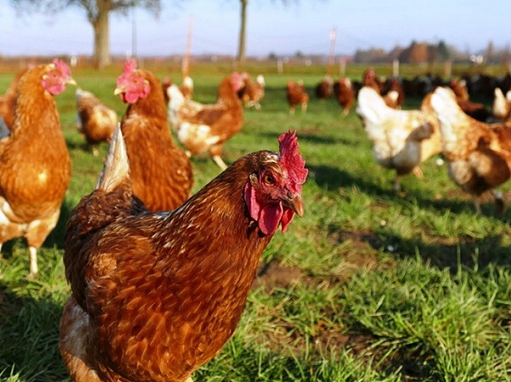 Biohuhn, Quelle: Ökolandbau