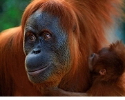 Orang Utan, Quelle: WWF