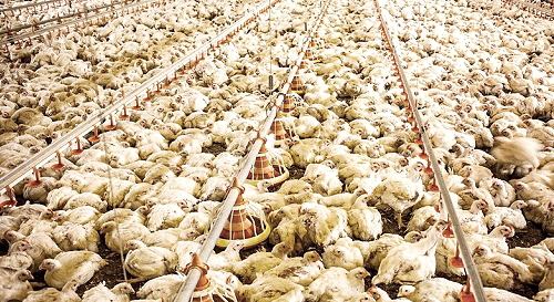Chicken Mass Farming, Source: Quarks