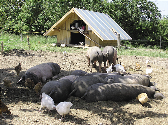 Pig Ecofarm Schweisfurth
