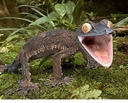 Flat-tailed gecko, Source: ARD