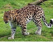 Amur Leopard,  Source: Pixabay