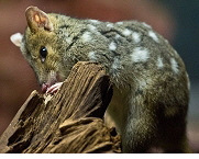 Quoll, Source: Spiegel