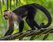 Capuchin monkey,  Sourcel: Media Storehouse