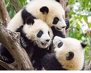 Panda,  Source: WWF