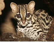 Margay, Source: ARD