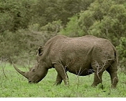 Javan Rhinoceros, Source: ARD