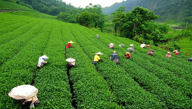 Sikkim tea felds