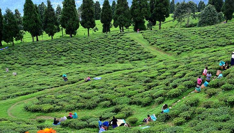 020b Sikkim Tea fields