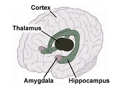 Steam Brain