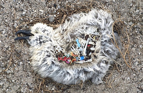 Microplastic in amimals,  Source: Spiegel